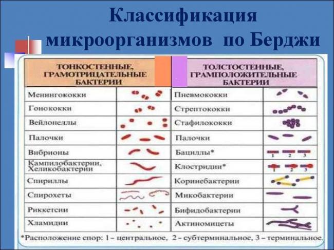 Спирохеты