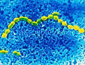 Enterococcus (энтерококки)
