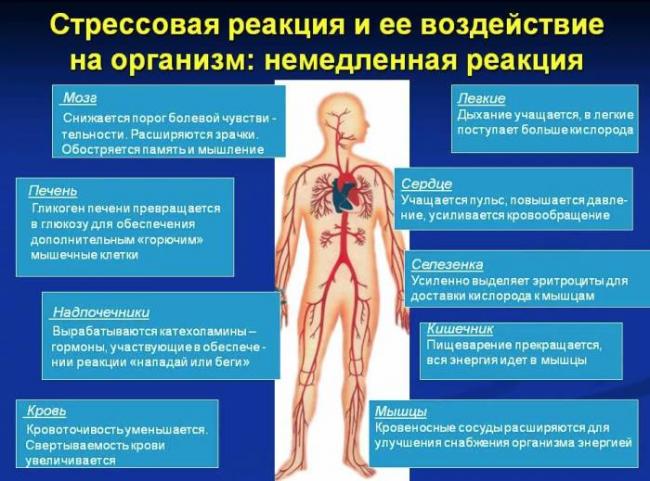 Гормоны стресса пролактин и кортизол, как уменьшить