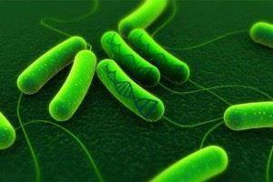 Идентификация бактерий bacillus cereus на основе их фенотипической характеристики