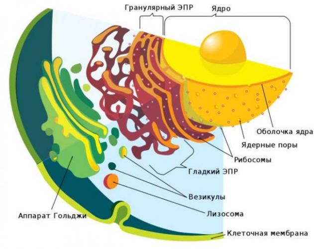 Какие сходства есть у клеток животных и бактерий