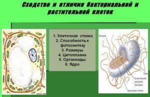 В чем главное отличие клетки бактерии от клетки животного или растения?