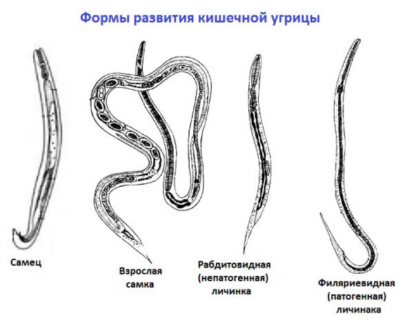 Лечение глистных инвазий медамином