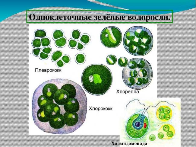 Читать книгу биология. многообразие живых организмов. 7 класс н. и. сонина : онлайн чтение - страница 3