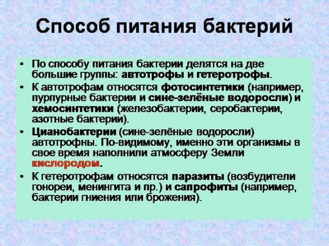 § 16. питание бактерий и грибов