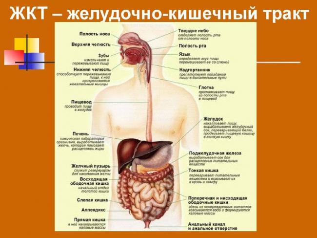 Патогенные бактерии дыхательных путей и кишечного тракта