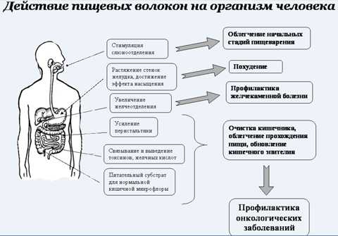 Продукты, богатые клетчаткой, для похудения — список