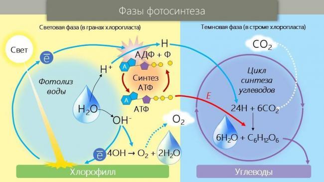Хлоропласты: роль в процессе фотосинтеза и структура