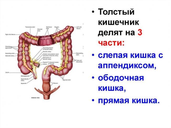 Роль бактерий в жизни человека