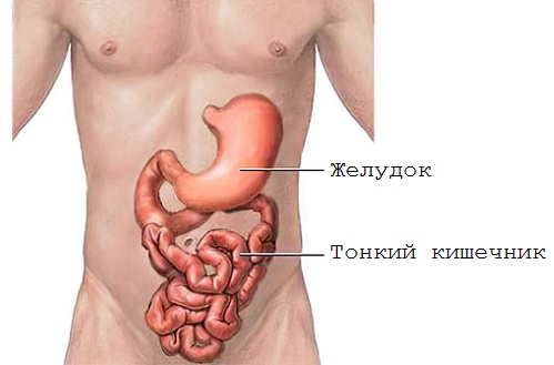Симптомы вирусного гастроэнтерита — что это и как лечить