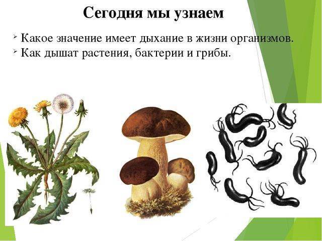 Бактерии анаэробные