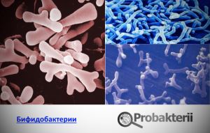 Классификация и ультраструктура, химический состав спирохет.методы обнаружения и роль в патологии человека