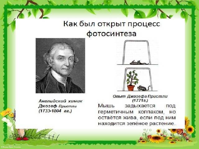 Фотосинтез