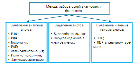 Возможно ли передача бешенства от человека к человеку