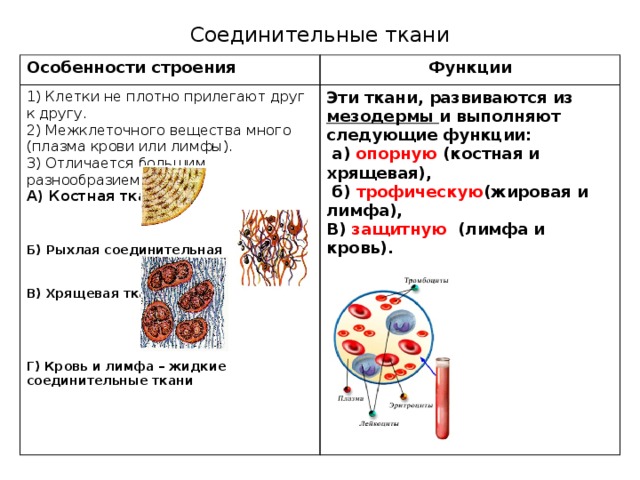 Соединительная ткань: классификация и особенности