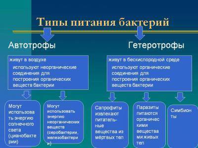 Какие группы бактерий по способу питания могут быть и в чем их различия