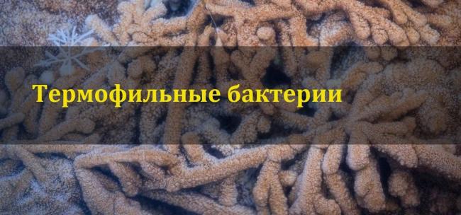 Бактерии мезофильные