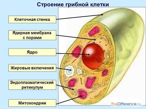 Какие сходства есть у клеток животных и бактерий