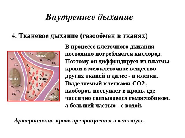 Гемоглобин — википедия с видео // wiki 2