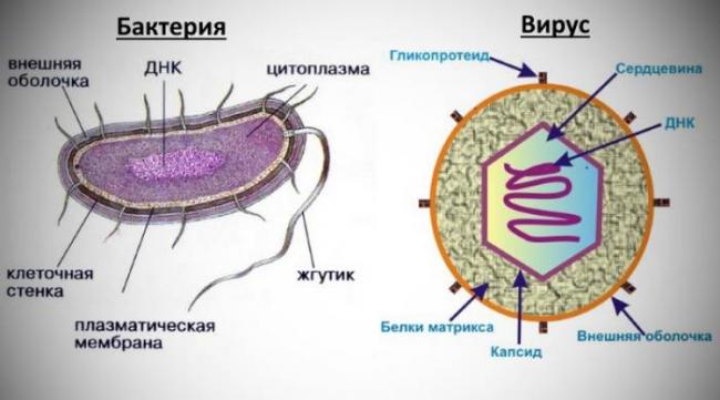 Сходство и различия строения клеток растений и животных