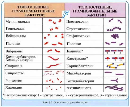 Бактерии, обитающие во рту: как создать безопасное равновесие
