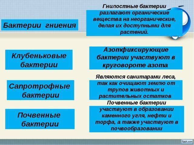 Важность роли бактерий и грибов в биоценозах земли