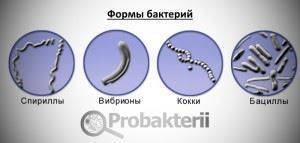 Лекция по теме морфология микроорганизмов