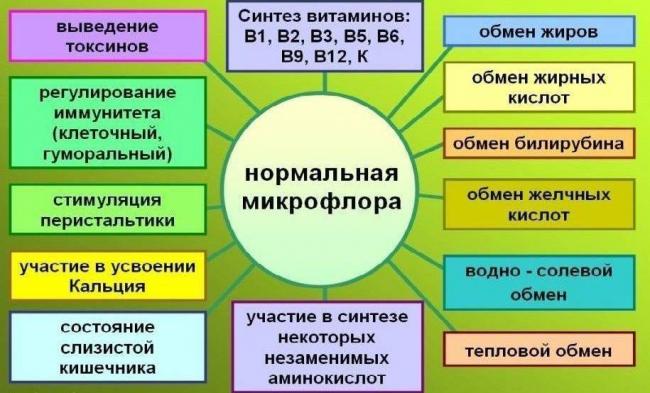 Полезные бактерии для человека, названия полезных бактерий – список. микрофлора кишечника, влагалища, во рту