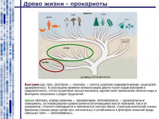 Что такое анаэробы и их классификация