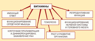 Какие витамины принимать при диете?