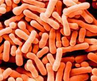 Lactobacillus rhamnosus (лактобактерии рамнозус)