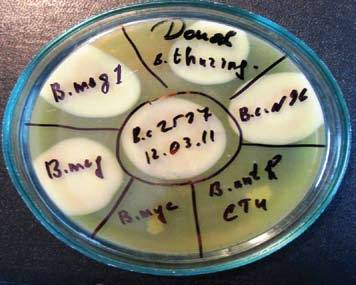Bacillus thuringiensis характеристики, морфология, жизненный цикл