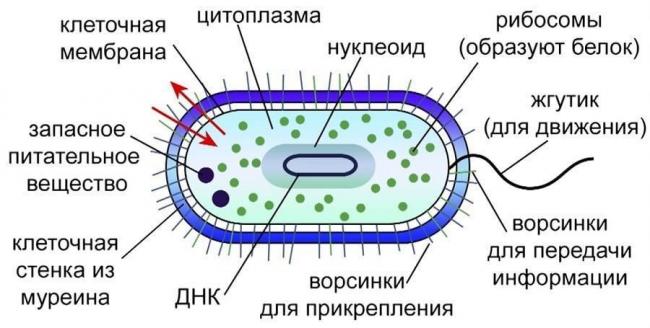Урок по биологии на тему: «клетки прокариот и эукариот, особенности их строения»