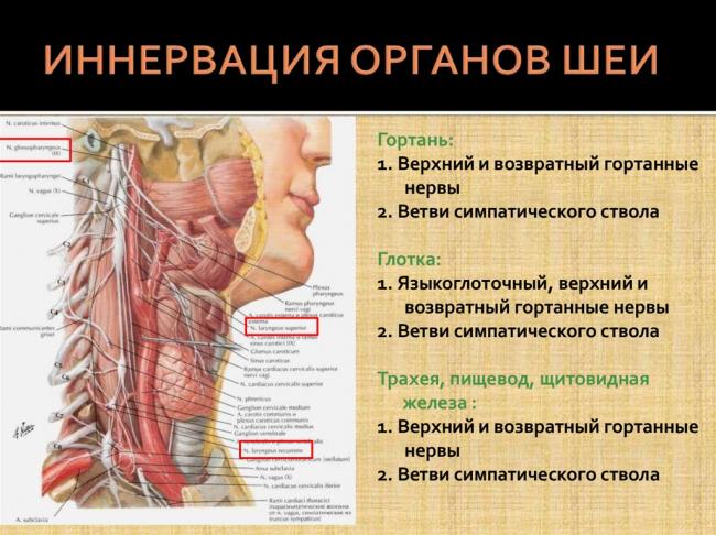 Основные заболевания щитовидной железы