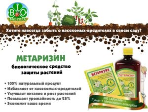 Новинка — биопрепарат метаризин