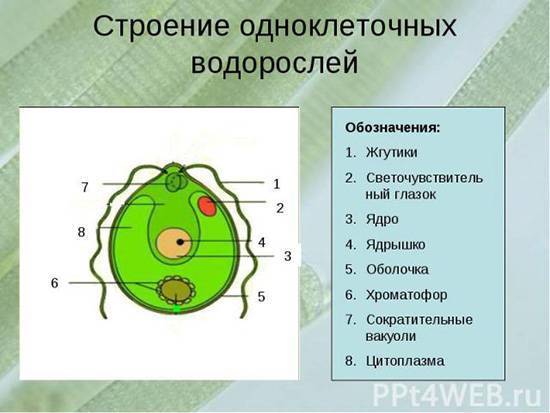 Почему бактерии относят к примитивной форме жизни и чем они отличаются от растений других организмов?
