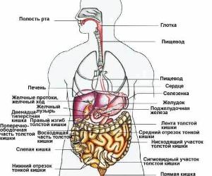 Почему болит левый бок под ребрами?
