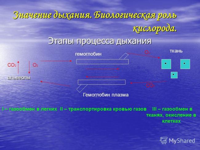 Задание 25. человек и многообразие организмов. егэ 2020 по биологии