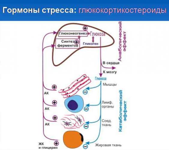 Как стресс влияет на организм