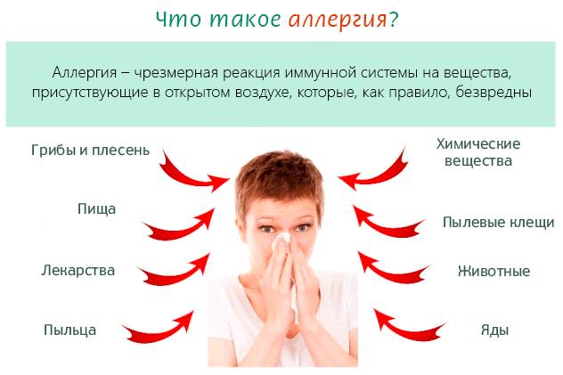 Иммунолог развеяла мифы про аллергию на животных и рассказала как от неё избавиться
