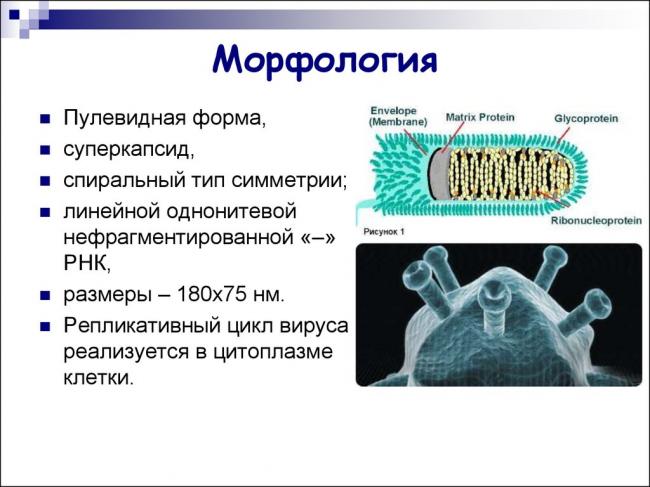 Бешенство: симптомы у человека и животных