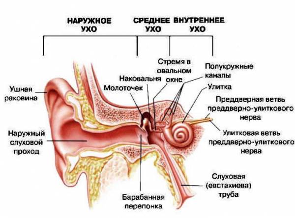 Что делать если заложило уши от насморка: причины и лечение