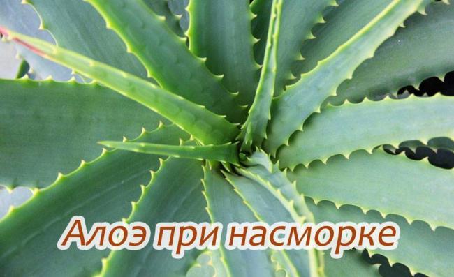 Сок алоэ от насморка для детей