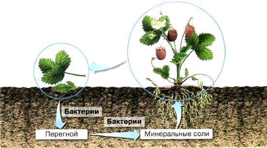 Наибольшее количество бактерий содержится в: выберите один ответ: a. почве b. воздухе c. воде d. горных породах