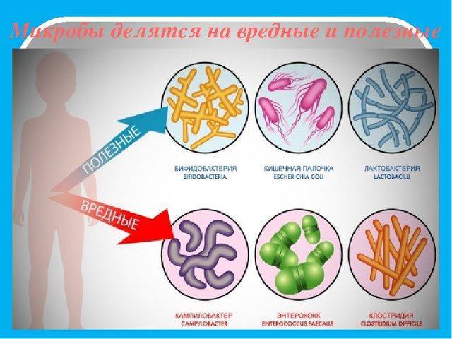 Польза и вред бактерий для человеческого организма