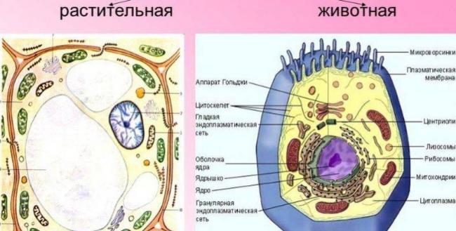 Чем и как отличаются бактерии от простейших