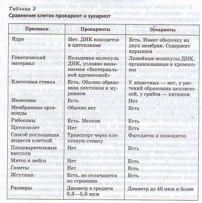Сходство и различия прокариотических и эукариотических клеток