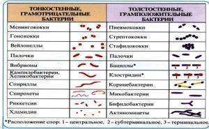 Бактериальные токсины их классификация и основные свойства