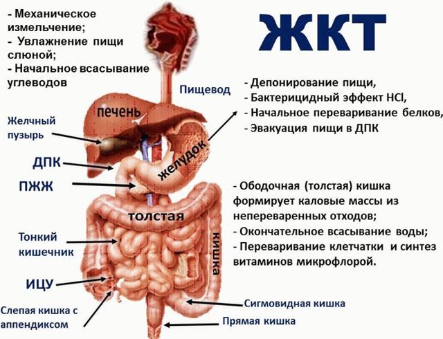 Ганглерон : инструкция по применению