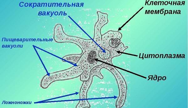 Лекция по теме морфология микроорганизмов